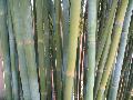 Kanapaha Bamboo / Bambusa textilis 